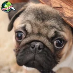 Anjing dalam Sejarah, Dari 3 Pemburu ke Penjaga