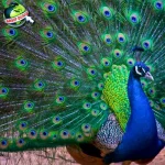 Burung Merak Menjadi 14 Ikon Dunia, Resmi!