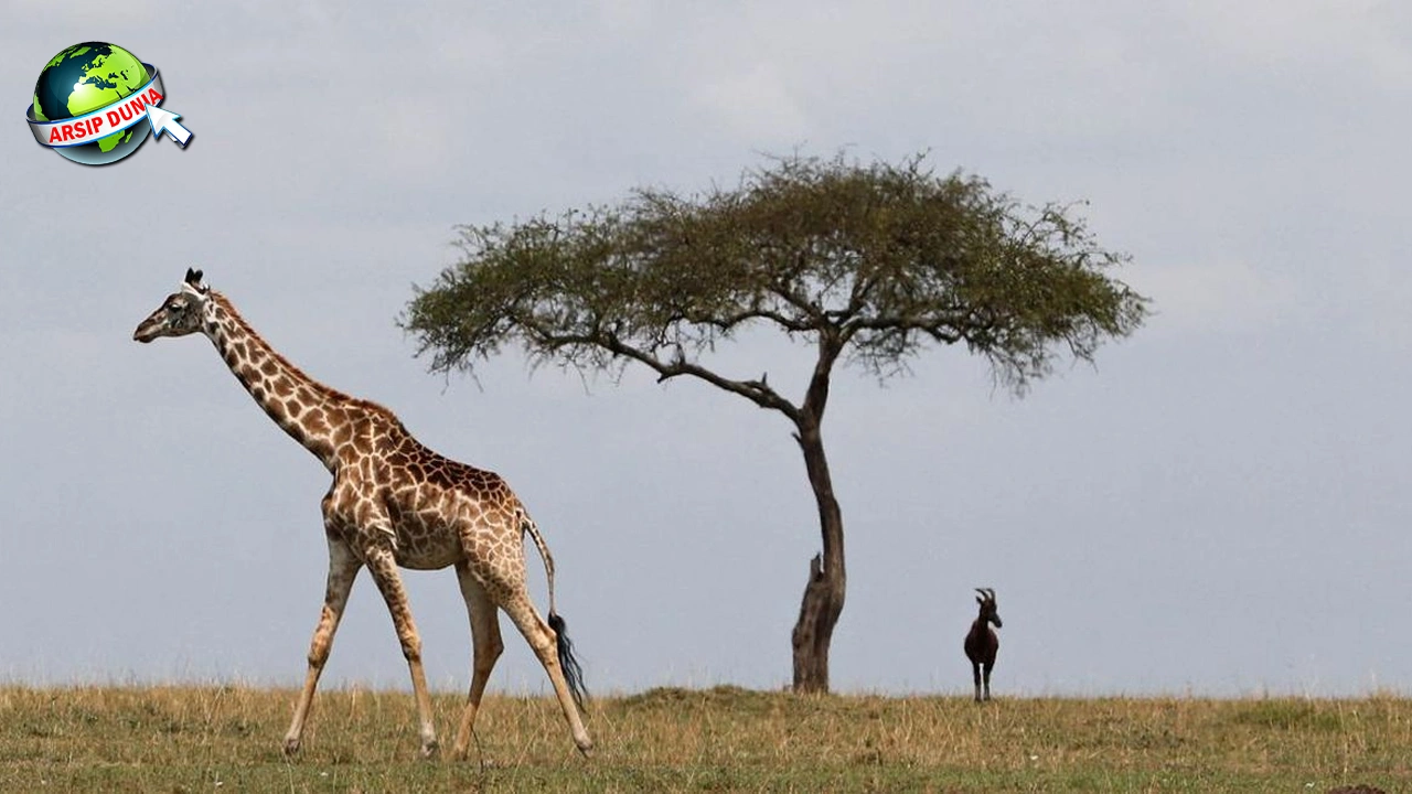 Jerapah Perjalanan 9 Evolusi Leher Panjang Berani