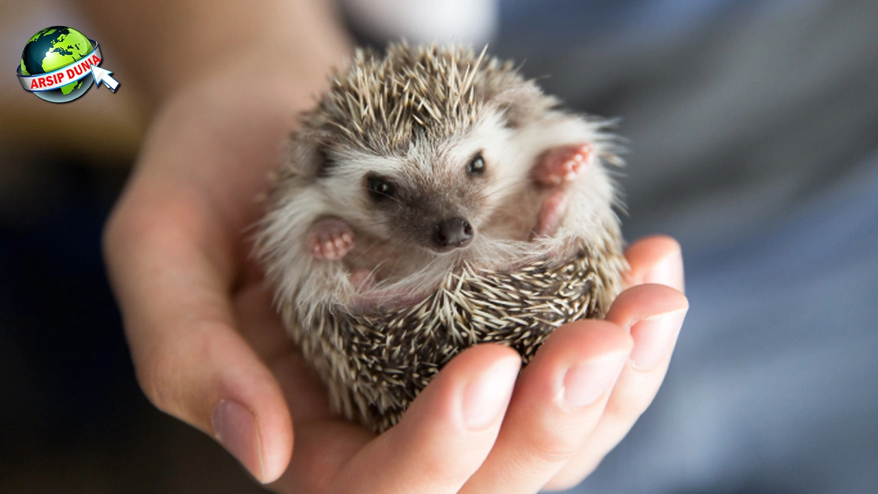 Kisah Landak: 7 Evolusi dan Cerdas Hewan Berduri
