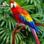 Burung Beo 23 Simbol Kebijaksanaan Tantangan