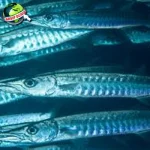 Barakuda lucu 6 Legenda Laut Hingga Fakta Ilmiah
