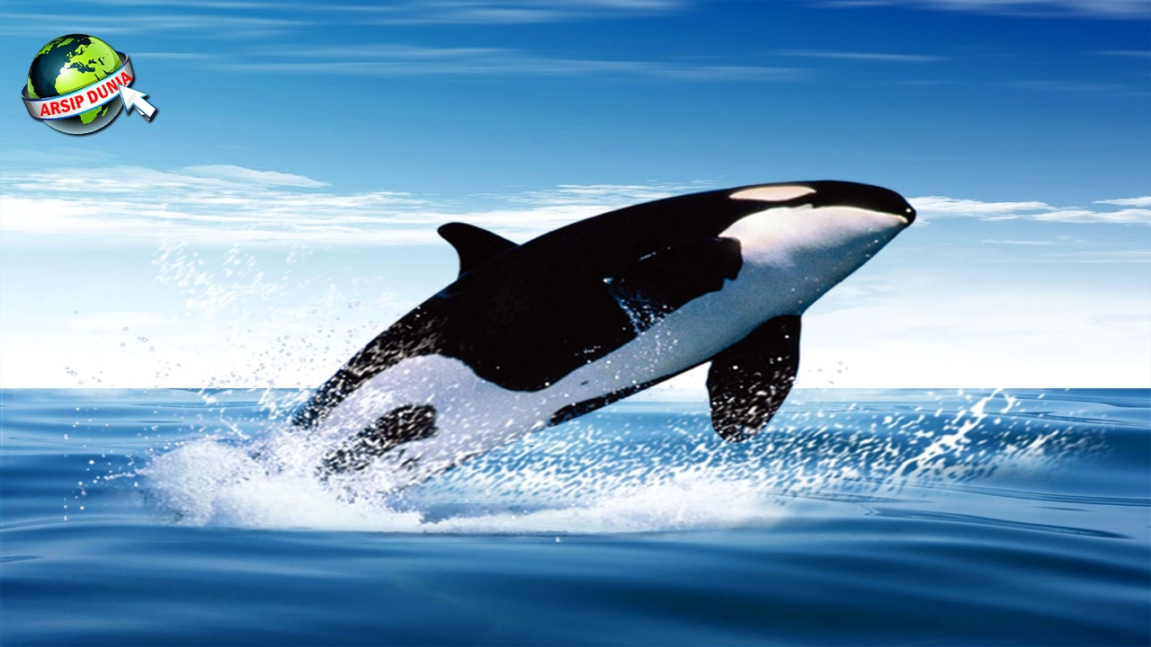 Evolusi Ikan Paus Dulunya Mirip 1 Serigala Kuno