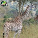 Jerapah Perjalanan 9 Evolusi Leher Panjang Berani