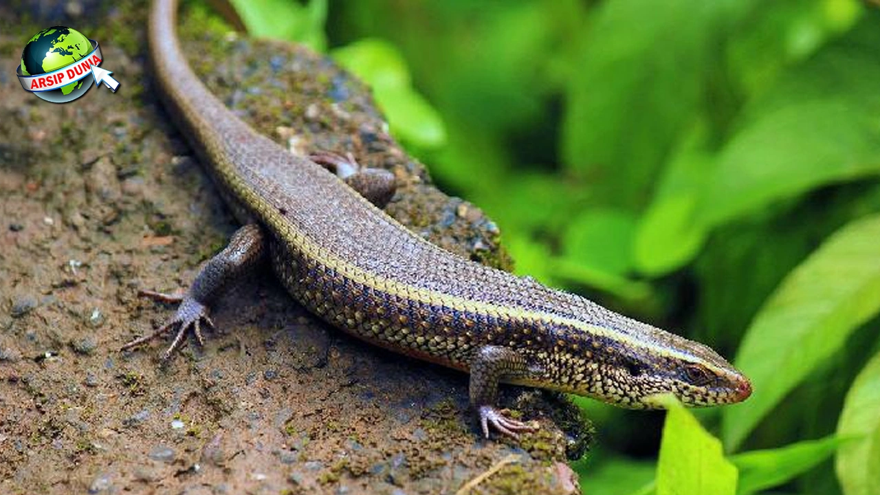 Kadal Minyak: Dari Mitos Hingga 13 Teror Sejarahnya