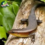 Kadal Minyak: Dari Mitos Hingga 13 Teror Sejarahnya