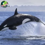 Evolusi Ikan Paus Dulunya Mirip 1 Serigala Kuno