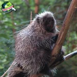 Kisah Landak: 7 Evolusi dan Cerdas Hewan Berduri