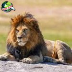 Jejak Singa: Sejarah Kuno Sang 01 Raja Rimba!