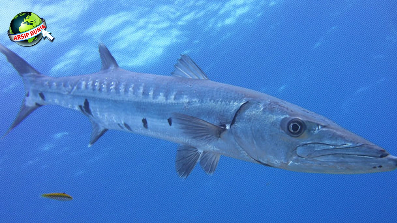 Barakuda lucu 6 Legenda Laut Hingga Fakta Ilmiah