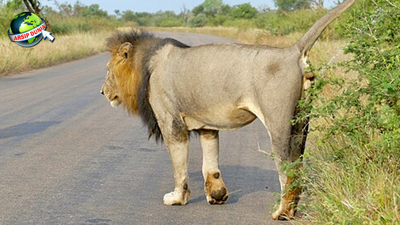 Jejak Singa: Sejarah Kuno Sang 01 Raja Rimba!