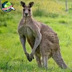 Kangguru: 7 Jejak Cantik di Benua Kanguru!