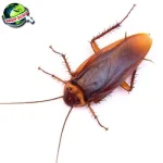 Kecoa 1 Hewan Yang Selamat Kepunahan Kuno